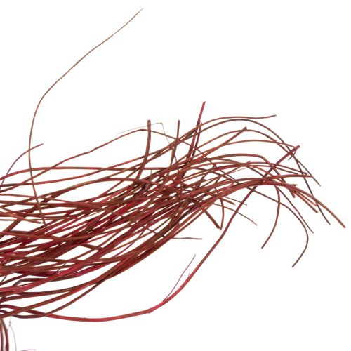 Produkt Suszona gałązka wierzby kędzierzawej do kreatywnej florystyki i akcesoriów domowych 80 cm 70 g