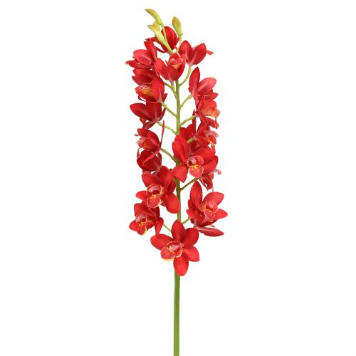 Produkt Orchidea Cymbidium Red 78cm
