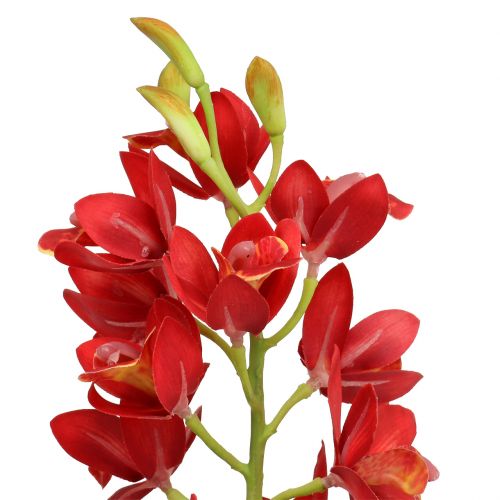Produkt Orchidea Cymbidium Red 78cm