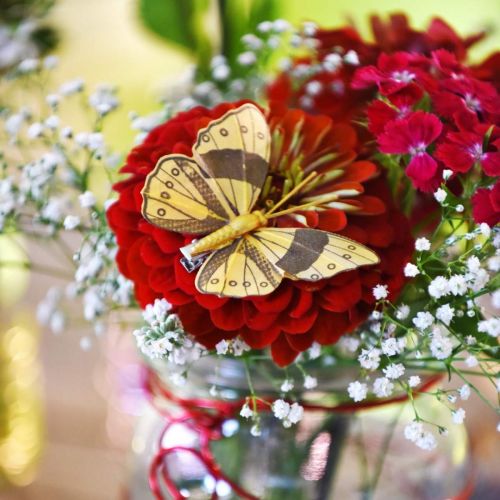 Floristik24 Wiosenny motyl z klipsem złota wiosenna dekoracja 6cm 10szt w komplecie