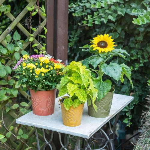 Floristik24 Wiadro Deco Fruits Żółte, Pomarańczowe, Zielone Washed Ø12,5cm H12cm Zestaw 3 szt.