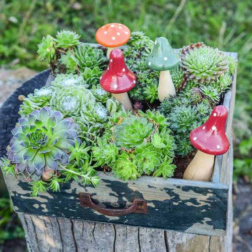 Floristik24 Zestaw dekoracyjny mucha agarowa pomarańczowa, zielona, czerwona 10/12/14,8cm
