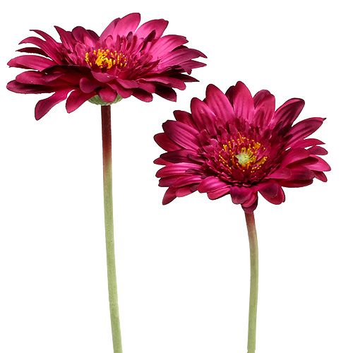 Floristik24 Gerbera dekoracyjna ciemnoróżowa Ø10cm L53cm 6szt.