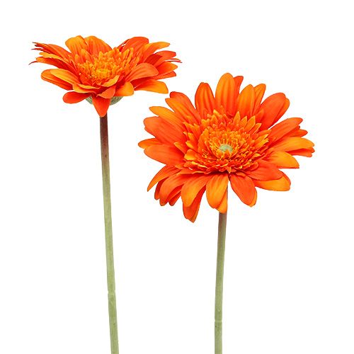 Floristik24 Deco Gerbera Pomarańczowa Ø10cm L53cm 6szt.