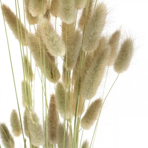 Produkt Suszony Lagurus, suszone kwiaty Lagurus, naturalna trawa Lagurus L30–70cm 45g