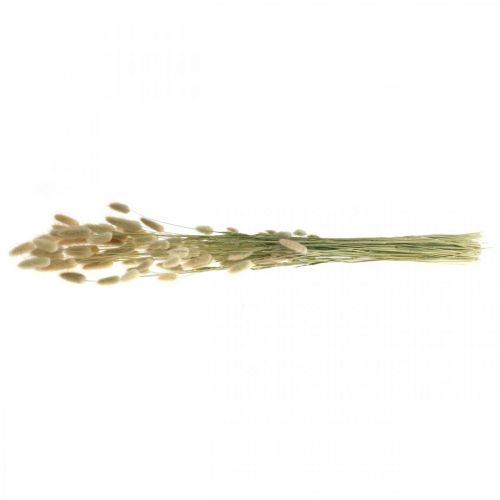 Produkt Suszony Lagurus, suszone kwiaty Lagurus, naturalna trawa Lagurus L30–70cm 45g