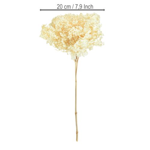 Produkt Hortensja dekoracyjna kremowa, prawdziwy kwiat, konserwowana, Ø20cm, 1 szt.