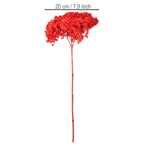 Floristik24 Hortensja dekoracyjna suszona kwiatowa czerwona Ø20cm 1 szt.
