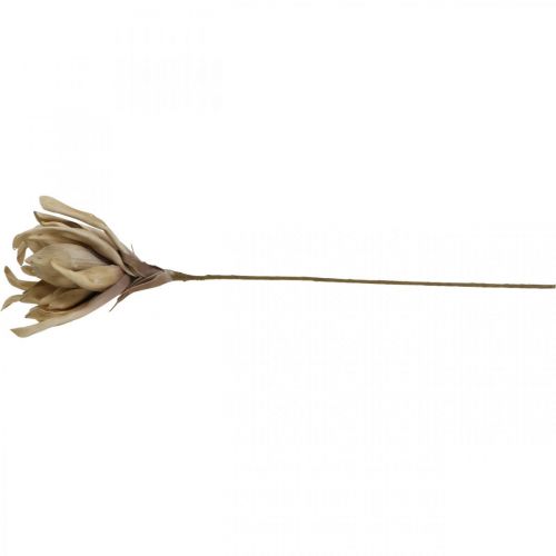 Floristik24 Deco kwiat lotosu sztuczny kwiat lotosu sztuczny kwiat beżowy L68cm