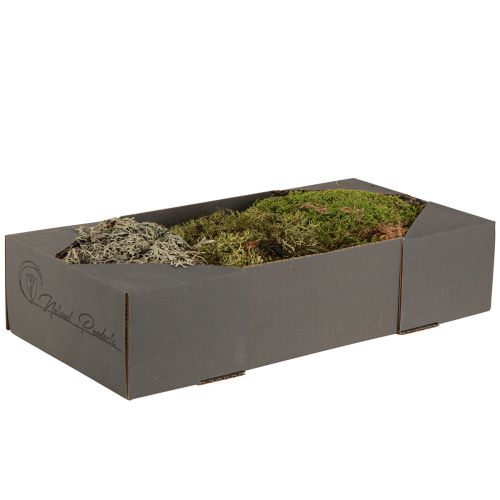 Produkt Mech dekoracyjny – prawdziwy mech i porost do aranżacji 250g