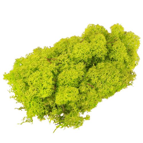Produkt Mech dekoracyjny jasnozielony mech reniferowy zachowany 400g