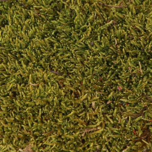 Produkt Mech dekoracyjny do wyrobu mchu naturalnego jasnozielonego konserwowany 150g