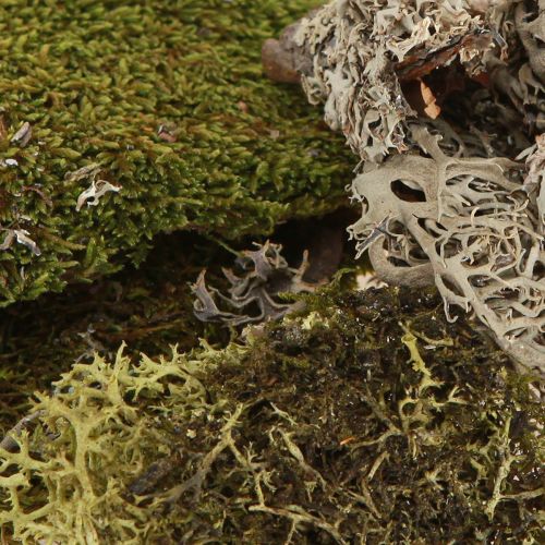 Produkt Mech dekoracyjny do rękodzieła Mieszanka mchu naturalnego w kolorze zielonym, jasnozielonym 75g
