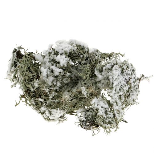 Floristik24 Deco Moss Grey Snowy 500g