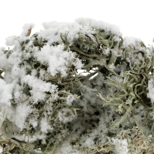 Floristik24 Deco Moss Grey Snowy 500g