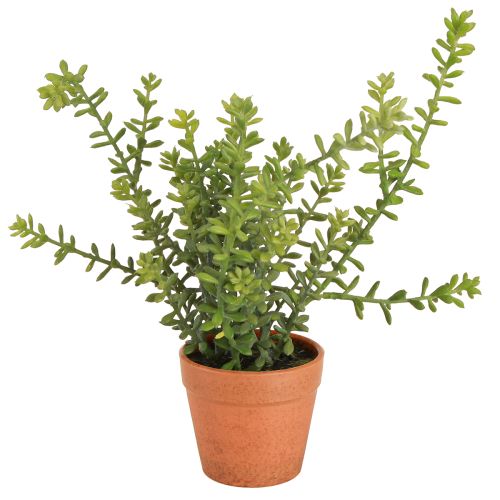 Produkt Dekoracyjny Tymianek w Doniczce Sztuczne Zioła Dekoracja Kuchenna 25cm