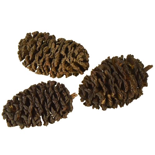 Produkt Szyszki ozdobne olchowe szyszki naturalne do dekoracji 3-4cm 200g