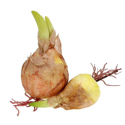 Floristik24 Cebulka dekoracyjna 7-10cm 9szt.