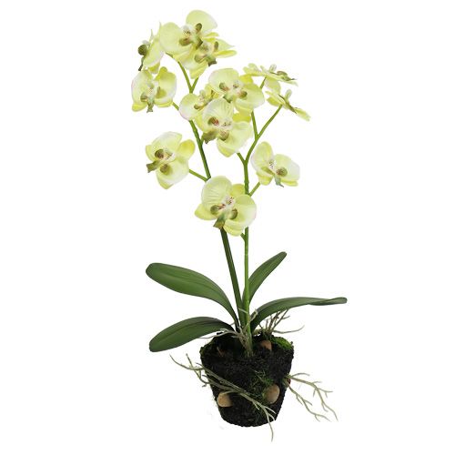 Floristik24 Mini orchidea jasnozielona z kulą ziemną 30cm