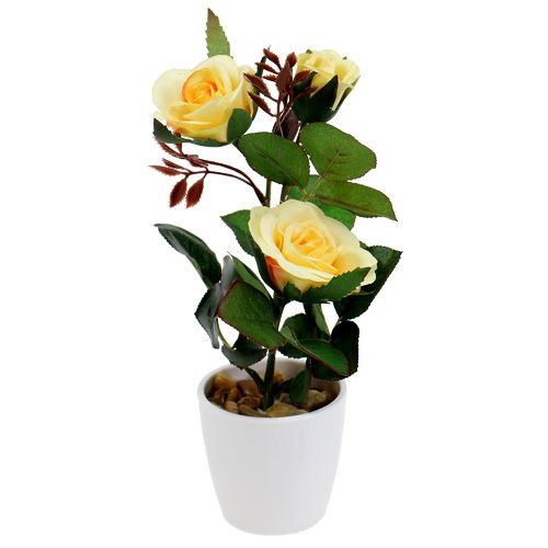 Floristik24 Róża dekoracyjna w doniczce żółta 23cm