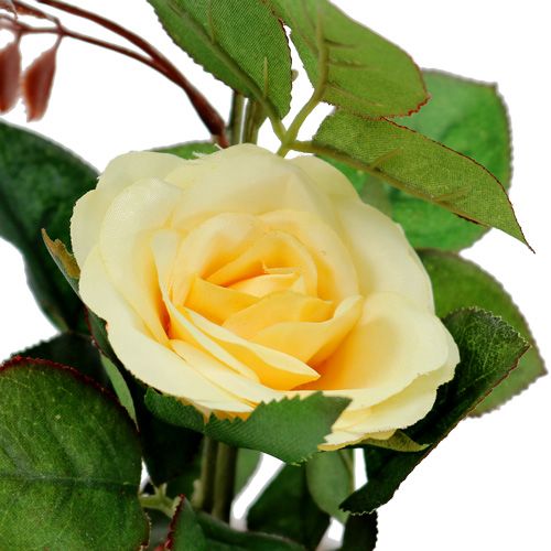 Floristik24 Róża dekoracyjna w doniczce żółta 23cm