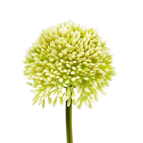 Floristik24 Deco krem allium Ø6,5cm L39cm