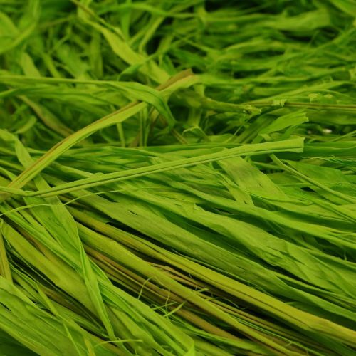 Produkt Rafia dekoracyjna do wyrobu rafii naturalnej rafia jabłkowo-zielona 200g