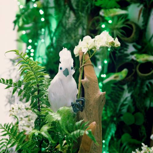 Floristik24 Deco Cockatoo z Piórami Biały L30cm