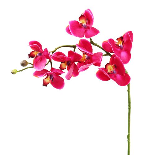 Floristik24 Sztuczna orchidea fuksja 77cm