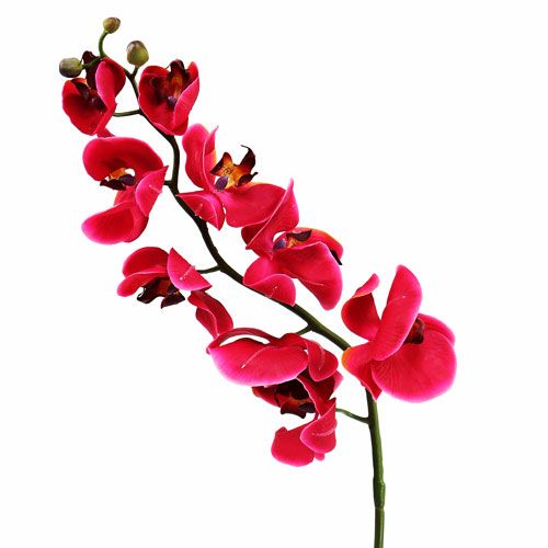 Floristik24 Deco Orchidea w Fuksji 77cm
