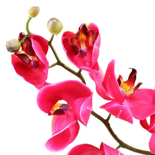 Floristik24 Deco Orchidea w Fuksji 77cm