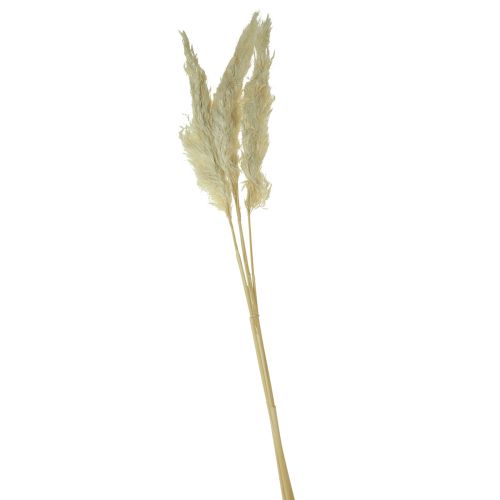 Produkt Dekoracyjna trawa pampasowa kremowa sucha trawa bielona 95cm 3szt