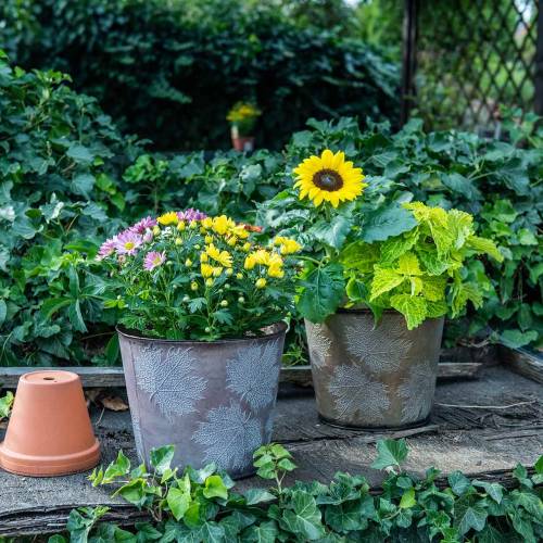 Floristik24 Doniczka dekoracyjna z liśćmi cynk metaliczny szary, pomarańczowy, brązowy Ø26cmH22cm 3szt.