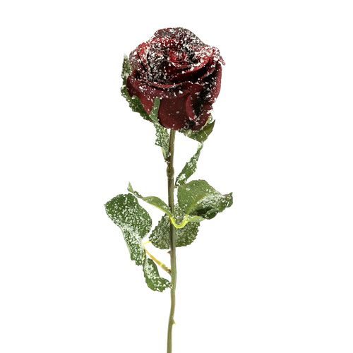 Deco róż śnieżna czerwień Ø6cm 6szt