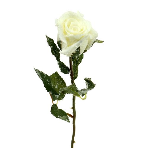 Floristik24 Dekoracyjna róża biała ośnieżona Ø6cm 6szt