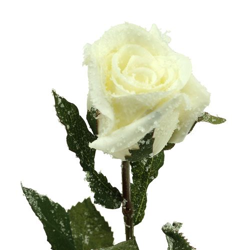 Produkt Dekoracyjna róża biała ośnieżona Ø6cm 6szt