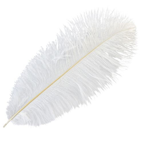 Floristik24 Strusie Pióra Egzotyczna Dekoracja Białe Pióra 32-35cm 4 szt