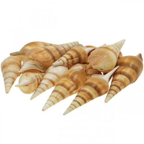 Floristik24 Dekoracyjna muszla ślimaka morskiego spiczasta 1kg