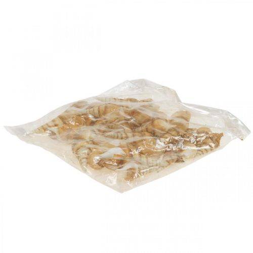 Floristik24 Dekoracyjna muszla ślimaka morskiego spiczasta 1kg