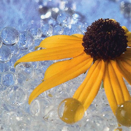 Floristik24 Deco żel Aqualinos 15g przezroczysty