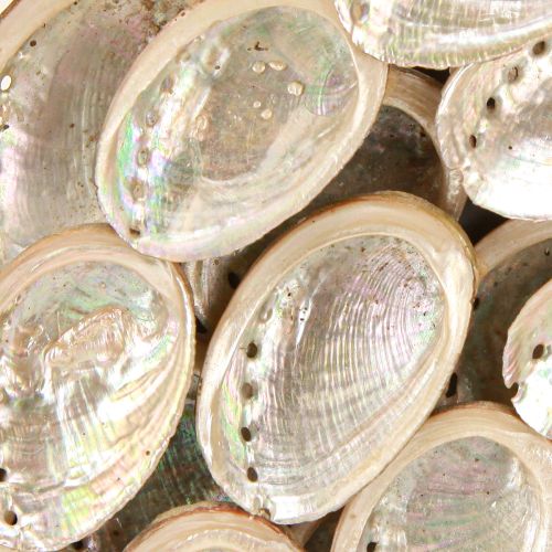 Produkt Wieniec dekoracyjny drewniany ślimaki abalone biały naturalny wys. 30cm