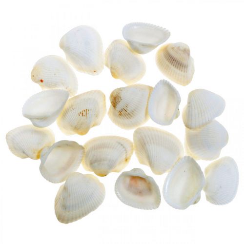 Produkt Deco Shell White Prawdziwe muszle w rafii netto deco morski 400g