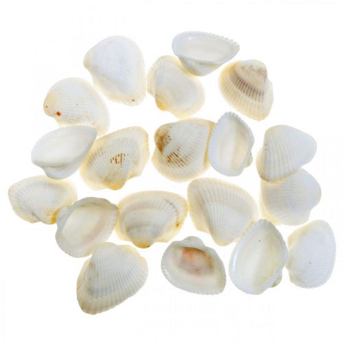 Floristik24 Deco Shell White Prawdziwe muszle w rafii netto deco morski 400g