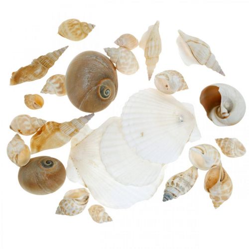 Floristik24 Deco Snail Shells Ślimaki Morskie Natura Morska Dekoracja 350g