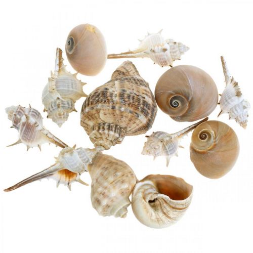 Muszle dekoracyjne i muszle ślimaków puste białe, naturalne dekoracyjne morskie 350g