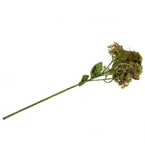 Floristik24 Gałązka dekoracyjna rozchodnik zielony 58cm