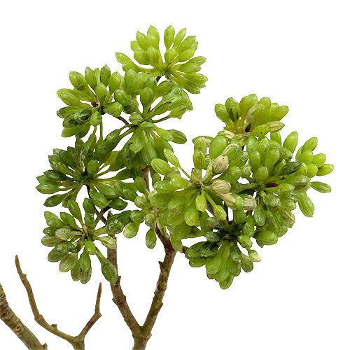 Floristik24 Gałąź dekoracyjna zielona 80 cm