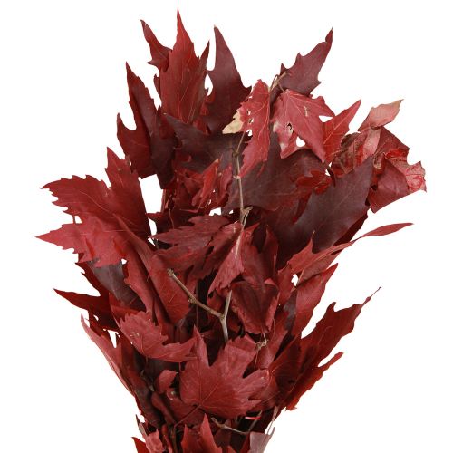 Floristik24 Gałązki ozdobne liście klonu ozdobne liście klonu czerwone 50-60cm 100g