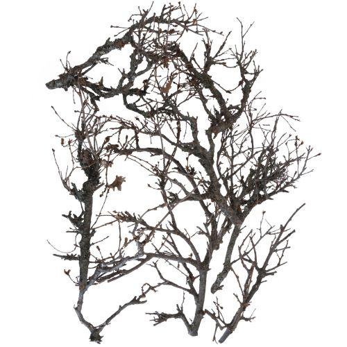 Floristik24 Dekoracyjne gałęzie bonsai drewniane gałęzie dekoracyjne 15-30cm 650g