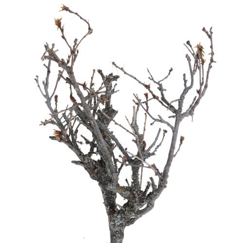 Produkt Dekoracyjne gałęzie bonsai drewniane gałęzie dekoracyjne 15-30cm 650g